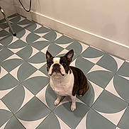 June joined the competition — help win amazing prizes! dog, boston_terrier, pet, floor, tile_floor, geometric_pattern, indoor, wall, electrical_outlet, chair_leg, curious, sitting, brown_and_white, small_dog, looking_up, domestic_animal, animal, companion, cute, attention