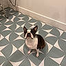 dog, boston_terrier, pet, floor, tile_floor, geometric_pattern, indoor, wall, electrical_outlet, chair_leg, curious, sitting, brown_and_white, small_dog, looking_up, domestic_animal, animal, companion, cute, attention