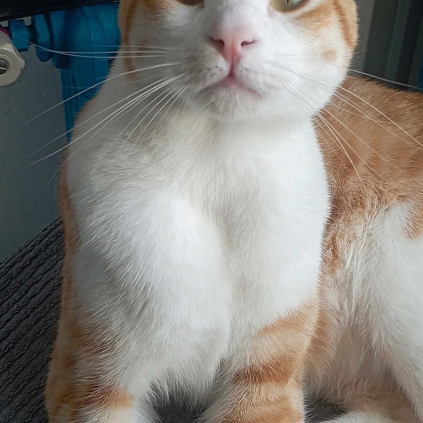 Altaïr