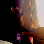 Clover is registered to the contest to win money with this photo: animal, black_cat, calm, cat, cozy, curious, curtain, dark_background, feline, indoor, looking_out, orange_eyes, paw, pet, quiet, shadow, silhouette, sunlight, window, wooden_window