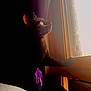 animal, black_cat, calm, cat, cozy, curious, curtain, dark_background, feline, indoor, looking_out, orange_eyes, paw, pet, quiet, shadow, silhouette, sunlight, window, wooden_window