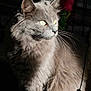 cat, gray_cat, fluffy, long_hair, whiskers, pet, animal, indoor, portrait, feline, looking_away, soft_light, close_up, cute, domestic_cat, mammal, fur, animal_portrait, eyes, side_view