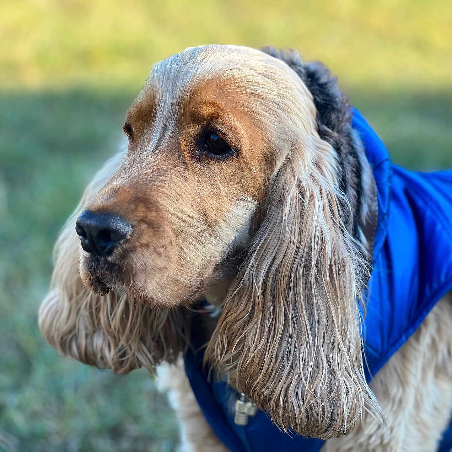 Caramel a rejoint le concours — aidez-le/la à gagner de superbes lots ! animal, blue_jacket, canine, close_up, collar, cute, dog, domestic_animal, ears, eyes, fur, golden_retriever, grass, mammal, nature, outdoor, pet, portrait, side_view, snout