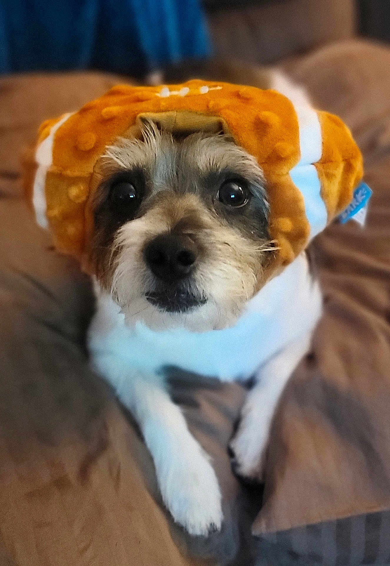 Archie joined the competition — help win amazing prizes! dog, pet, animal, plush_hat, orange, white_fur, brown_blanket, cute, lying_down, indoors, close_up, expression, soft_texture, cozy, adorable, face, ears_hidden, looking_at_camera, fur, domestic_animal