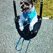 Archie is registered to the contest to win money with this photo: dog, swing, blue_harness, outdoor, park, grass, playground, pet, leash, happy, sunlight, shadow, canine, fun, animal, daytime, play, tongue_out, small_dog, joy