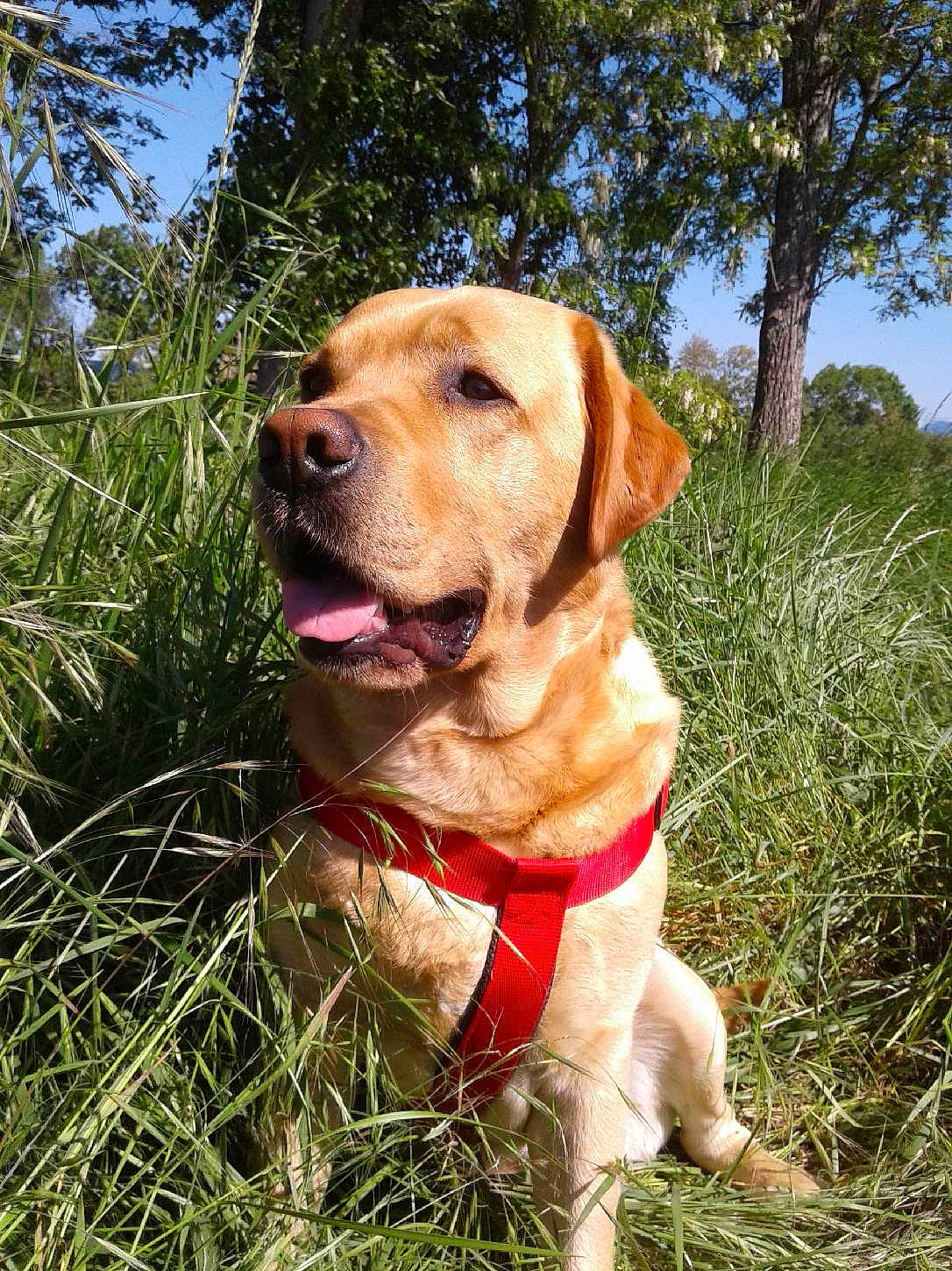 Yankee participe au concours pour gagner de l'argent avec cette photo : canidae, carnivore, collar, companion_dog, dog, dog_breed, dog_collar, fawn, grass, gun_dog, labrador_retriever, liver, plant, retriever, sky, snout, sporting_group, tree, whiskers, working_animal