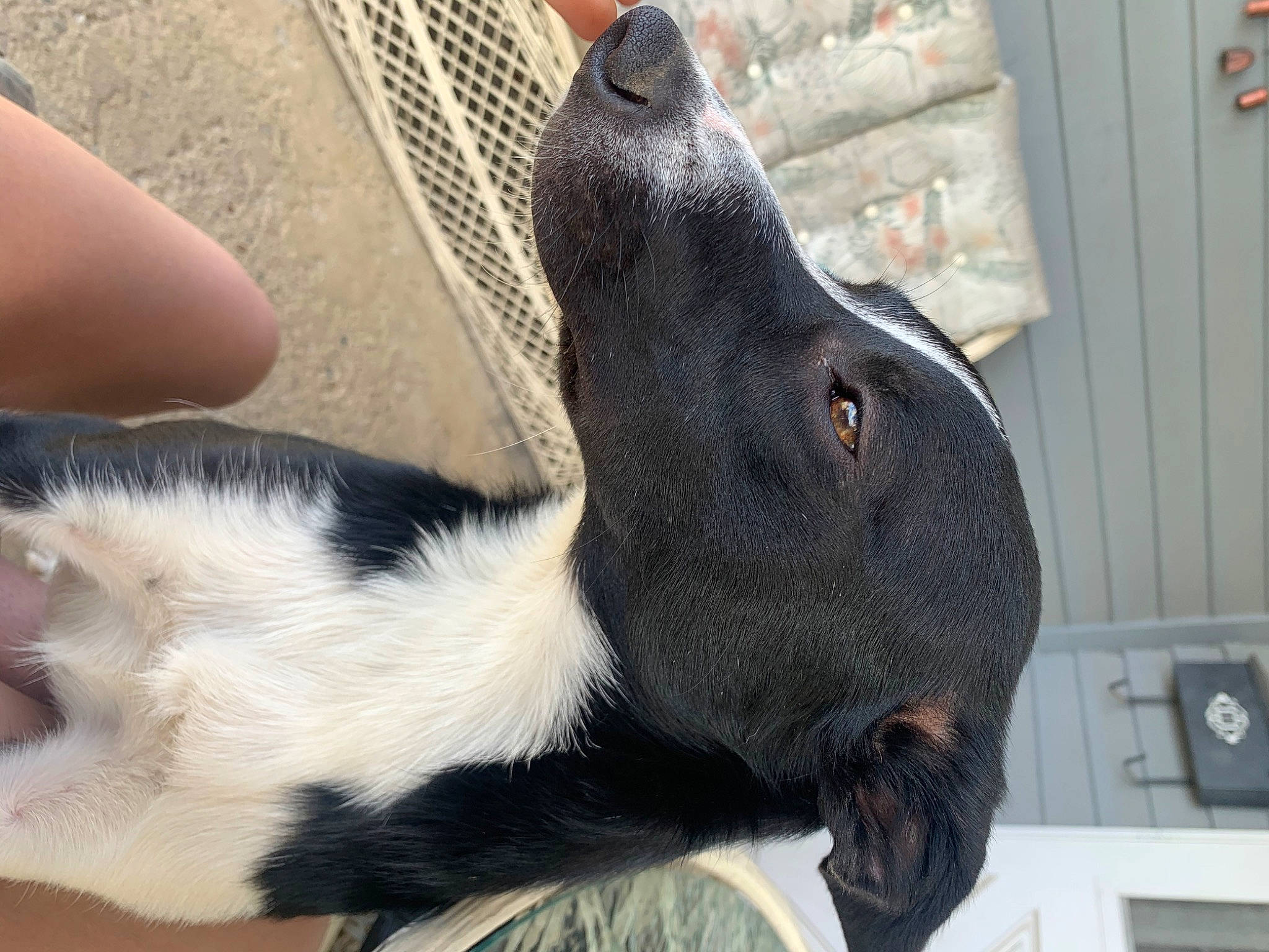 Daisy joined the competition — help win amazing prizes! canidae, carnivore, dog, dog_breed, ear, nose, snout, sporting_group, whiskers