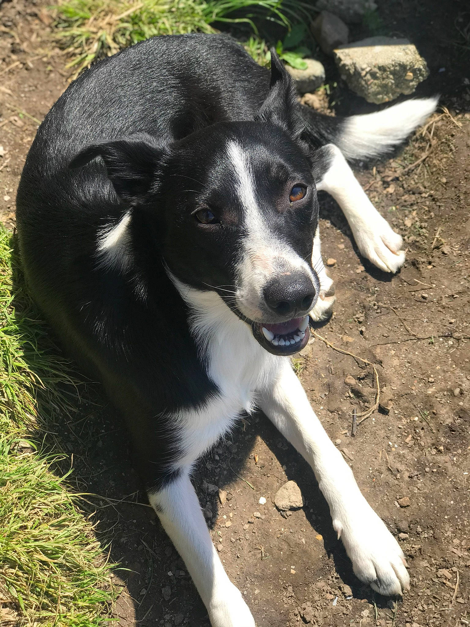 Daisy is registered to the contest to win money with this photo: border_collie, canidae, carnivore, dog, dog_breed, eurohound, karelian_bear_dog, mammal, mcnab, rare_breed_dog, snout, sporting_group, street_dog, tail, vertebrate