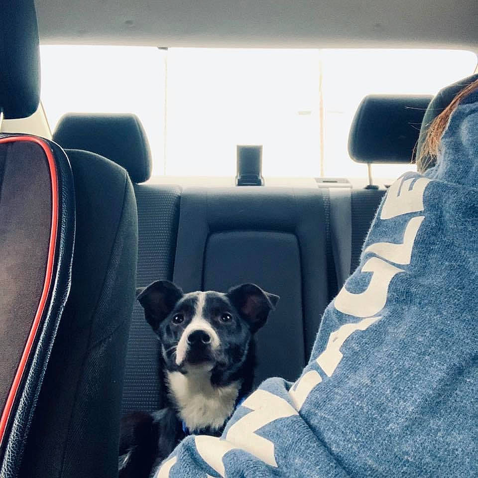 Daisy joined the competition — help win amazing prizes! boston_terrier, canidae, car, carnivore, companion_dog, dog, dog_breed, non_sporting_group, puppy, sky, snout, vehicle
