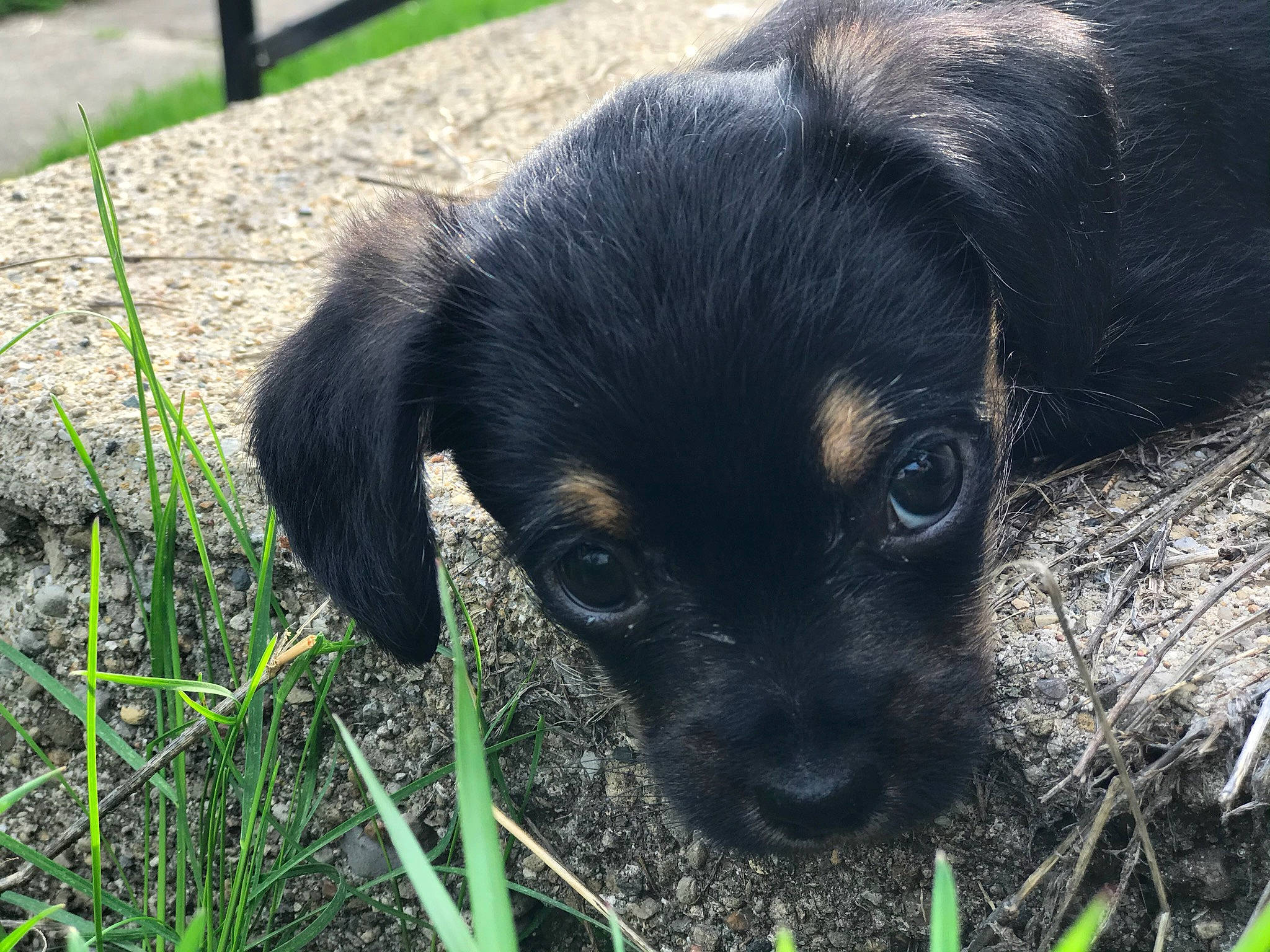 Coco Bean is registered to the contest to win money with this photo: black_and_tan_terrier, canidae, carnivore, companion_dog, dog, dog_breed, grass, hunting_dog, mammal, patterdale_terrier, puppy, rare_breed_dog, snout, sporting_group, vertebrate