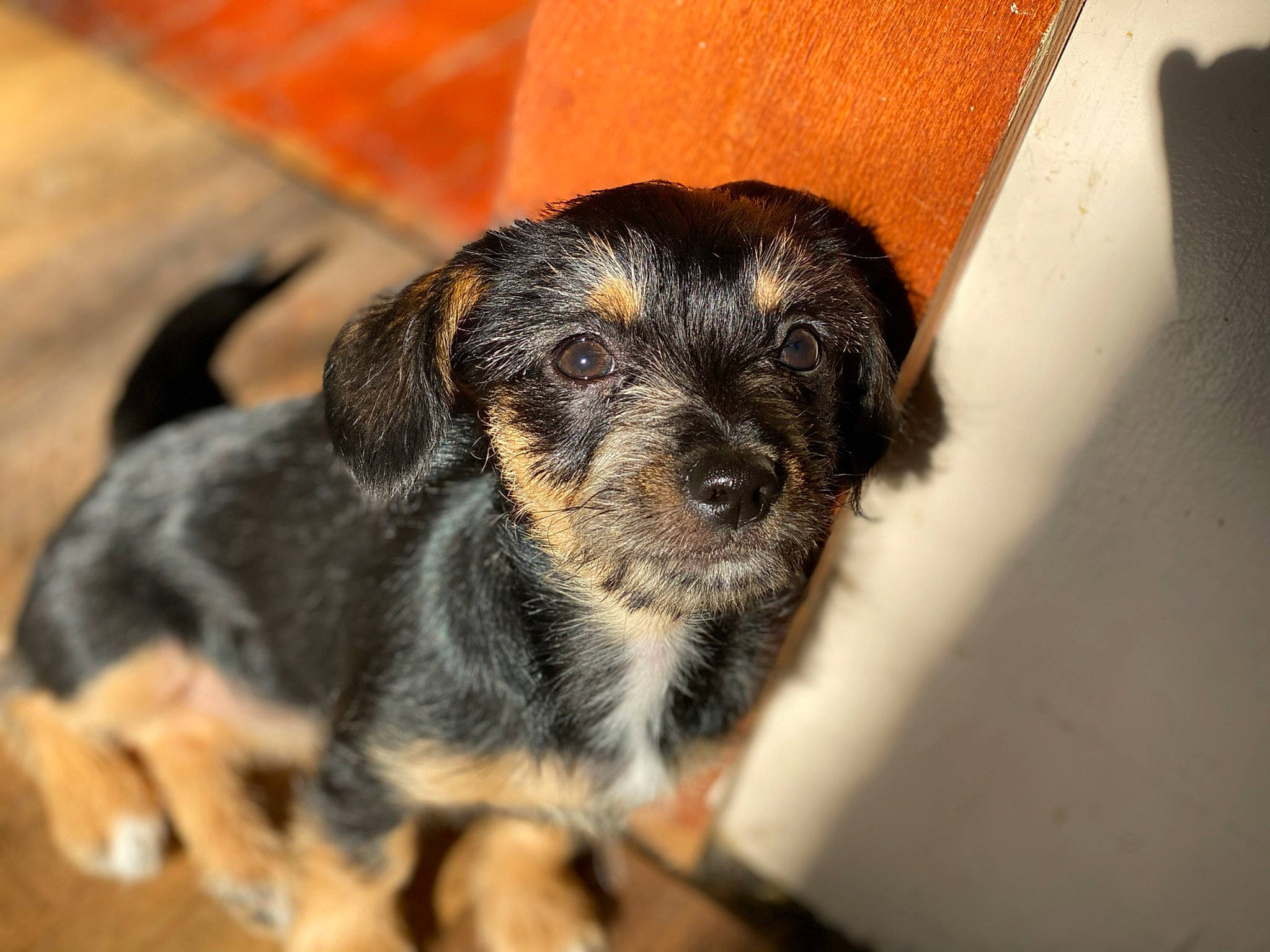 Coco Bean joined the competition — help win amazing prizes! border_terrier, canidae, carnivore, companion_dog, dog, dog_breed, mammal, puppy, snout, sporting_group, street_dog, vertebrate