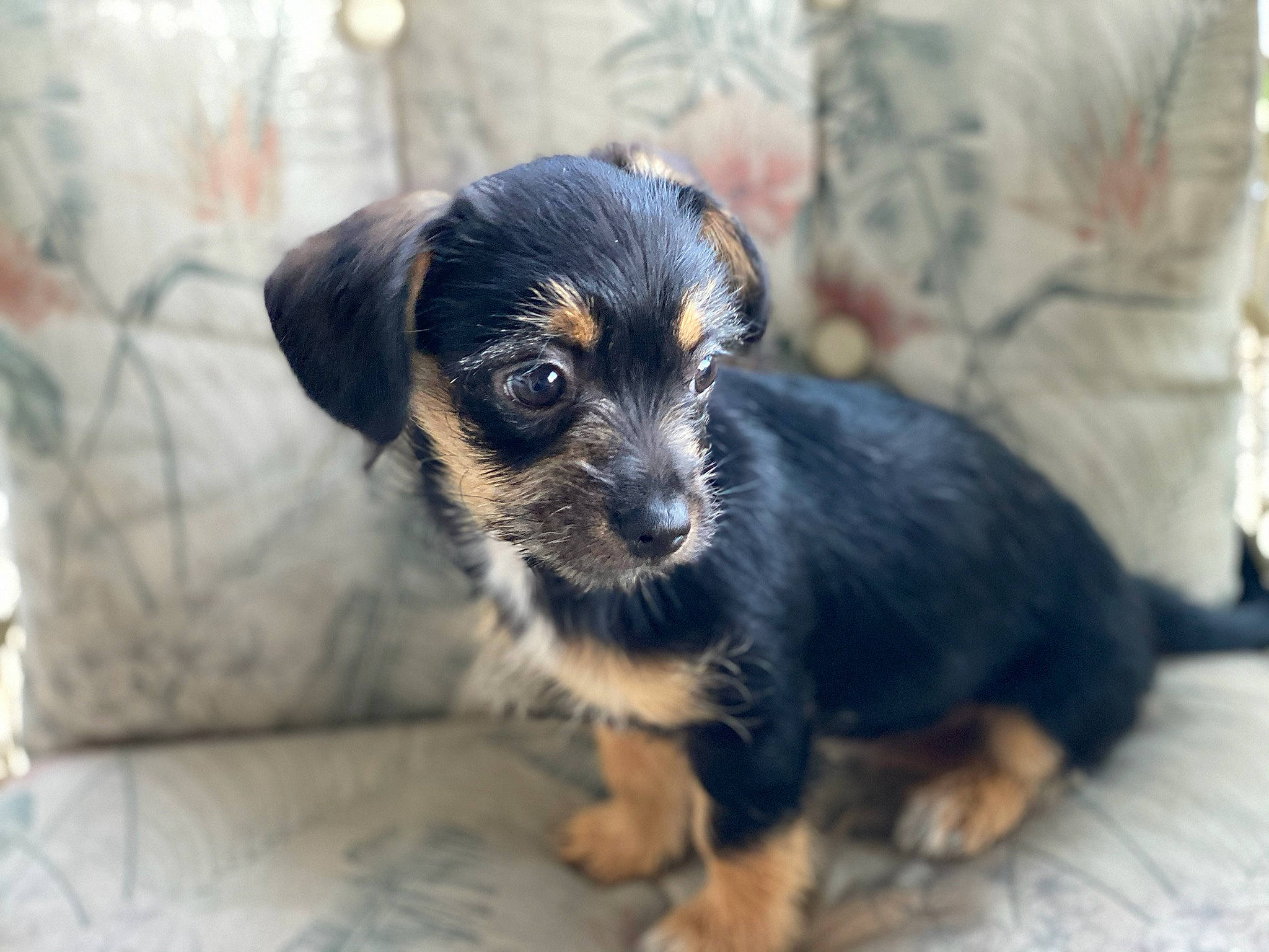 Coco Bean joined the competition — help win amazing prizes! black_and_tan_terrier, canidae, carnivore, companion_dog, dog, dog_breed, mammal, puppy, rainforest, rare_breed_dog, snout, vertebrate, yorkipoo