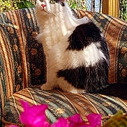 Sigurd participe au concours pour gagner de l'argent avec cette photo : cat, black_and_white, green_eyes, fluffy, sitting, chair, floral_pattern, outdoor, garden, flowers, pink_flowers, fence, rustic, vintage, curious, pet, animal, sunlight, nature, portrait
