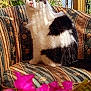 cat, black_and_white, green_eyes, fluffy, sitting, chair, floral_pattern, outdoor, garden, flowers, pink_flowers, fence, rustic, vintage, curious, pet, animal, sunlight, nature, portrait