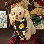 Pearl joined the competition — help win amazing prizes! dog, poodle, small_dog, white_fur, curly_fur, bandana, halloween, pumpkin_design, jack_o_lantern, couch, blanket, plaid_pattern, red_black, home_interior, vase, decorative_berries, side_table, lamp_base, pet_portrait, sitting
