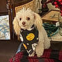 dog, poodle, small_dog, white_fur, curly_fur, bandana, halloween, pumpkin_design, jack_o_lantern, couch, blanket, plaid_pattern, red_black, home_interior, vase, decorative_berries, side_table, lamp_base, pet_portrait, sitting