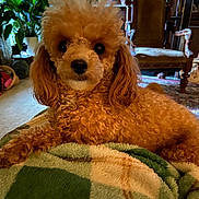 Penny is registered to the contest to win money with this photo: dog, poodle, curly_fur, pet, indoor, blanket, living_room, furniture, armchair, plant, carpet, cozy, brown, cute, animal, portrait, resting, domestic, companion, curious