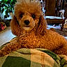 animal, armchair, blanket, brown, carpet, companion, cozy, curious, curly_fur, cute, dog, domestic, furniture, indoor, living_room, pet, plant, poodle, portrait, resting