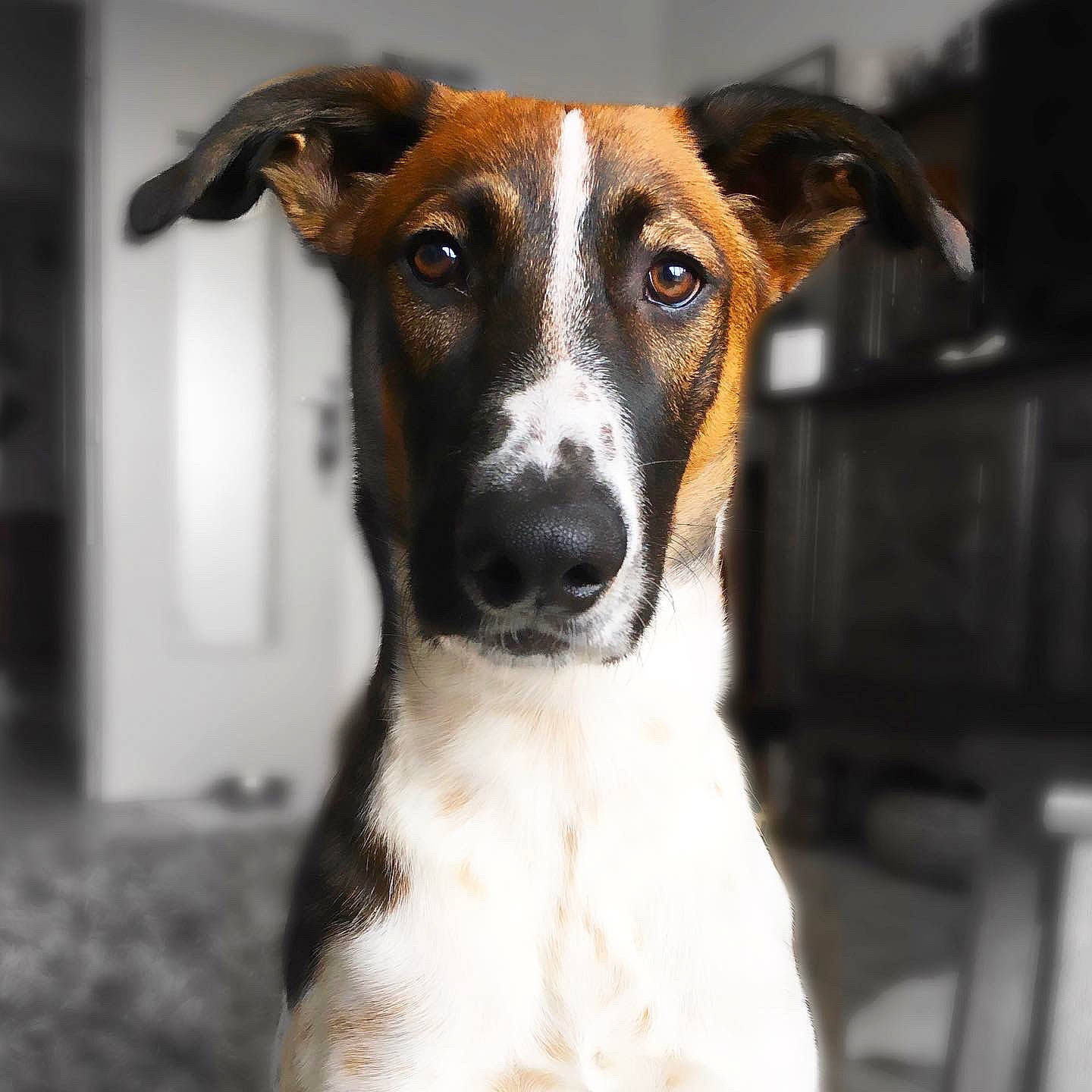 Bailey a rejoint le concours — aidez-le/la à gagner de superbes lots ! canidae, carnivore, companion_dog, dog, dog_breed, greyhound, mammal, rare_breed_dog, sloughi, smooth_fox_terrier, snout, street_dog, vertebrate, whiskers