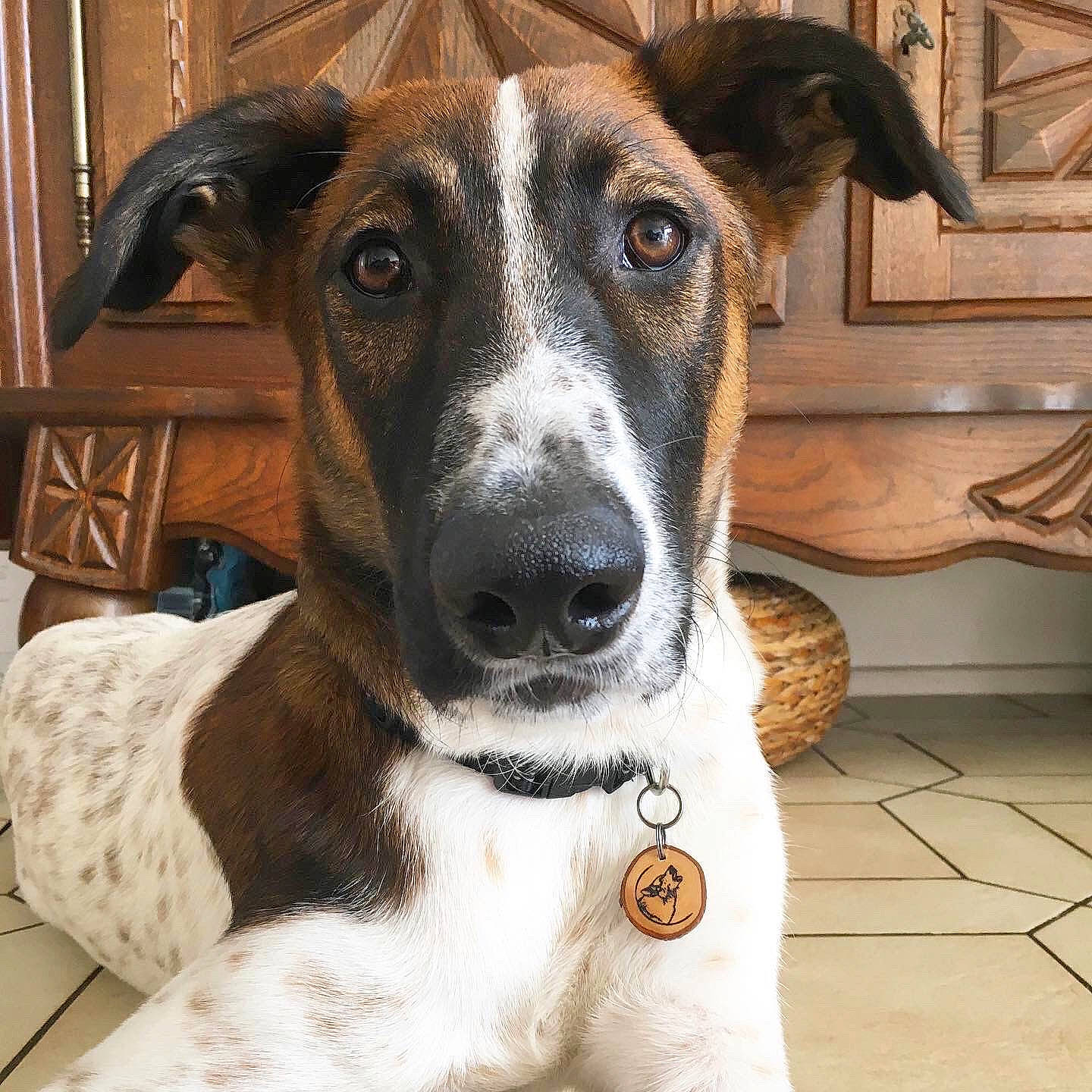 Bailey a rejoint le concours — aidez-le/la à gagner de superbes lots ! canidae, carnivore, companion_dog, dog, dog_breed, galgo_espanol, greyhound, hortaya_borzaya, lurcher, magyar_agar, mammal, polish_greyhound, potcake_dog, rare_breed_dog, sloughi, snout, vertebrate, whippet, whiskers