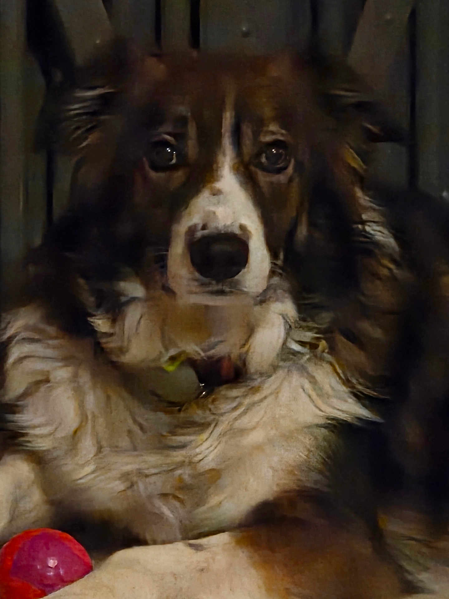 Pako a rejoint le concours — aidez-le/la à gagner de superbes lots ! dog, close_up, fur, pet, animal, indoor, brown, white, red_ball, paw, portrait, companion, cute, canine, looking, ears, collar, expression, soft_lighting, blurry_background