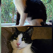 Bella is registered to the contest to win money with this photo: cat, black_and_white, pet, animal, indoor, window, greenery, tongue_out, licking, couch, relaxed, feline, cute, whiskers, ears, nose, fur, paw, resting, portrait