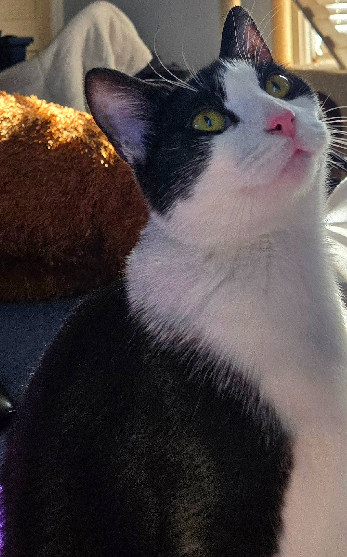 Bella is registered to the contest to win money with this photo: animal, black_and_white, blanket, cat, close_up, cozy, curious, cute, domestic, feline, fur, indoor, pet, pink_nose, portrait, relaxed, sitting, soft_light, whiskers, yellow_eyes