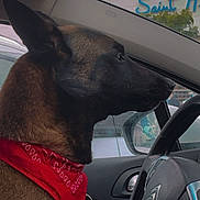 Irka participe au concours pour gagner de l'argent avec cette photo : dog, bandana, car, steering_wheel, window, side_mirror, interior, pet, animal, brown_fur, black_fur, seat, dashboard, calm, profile, looking_out, daylight, vehicle, parked_car, outdoor