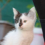 Spake a rejoint le concours — aidez-le/la à gagner de superbes lots ! kitten, cat, animal, pet, fur, black_and_white, whiskers, ears, eyes, young, cute, curious, outdoor, blurred_background, person, clothing, pants, soft, small, mammal