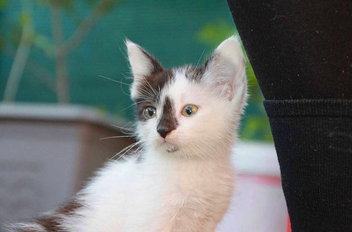 Spake a rejoint le concours — aidez-le/la à gagner de superbes lots ! kitten, cat, animal, pet, fur, black_and_white, whiskers, ears, eyes, young, cute, curious, outdoor, blurred_background, person, clothing, pants, soft, small, mammal