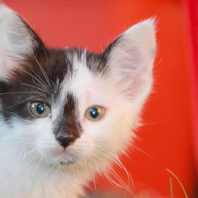 Spake participe au concours pour gagner de l'argent avec cette photo : adorable, animal, black_and_white, cat, closeup, curious, cute, ears, eyes, feline, fur, indoor, kitten, mammal, pet, portrait, soft, vibrant_background, whiskers, young