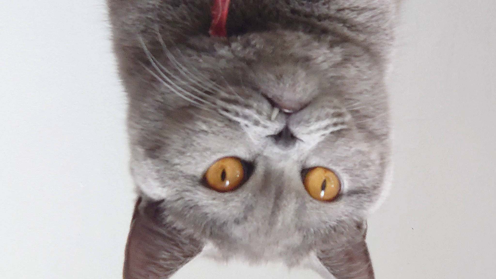 Ritchy a rejoint le concours — aidez-le/la à gagner de superbes lots ! beak, bird_of_prey, carnivore, cat, close_up, domestic_short_haired_cat, eye, felidae, fur, grey, iris, mammal, owl, small_to_medium_sized_cats, snout, terrestrial_animal, vertebrate, whiskers