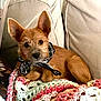 dog, brown_dog, bandana, crocheted_blanket, couch, indoor, pet, animal, resting, cozy, ears, fur, portrait, closeup, domestic_animal, cute, companion, relaxed, home, furniture