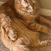 Cinnamon joined the competition — help win amazing prizes! cat, orange_cat, fluffy, long_fur, tail, pet, indoor, carpet, relaxed, animal, feline, whiskers, ears, paws, closeup, domestic_cat, cute, resting, young_cat, looking_away