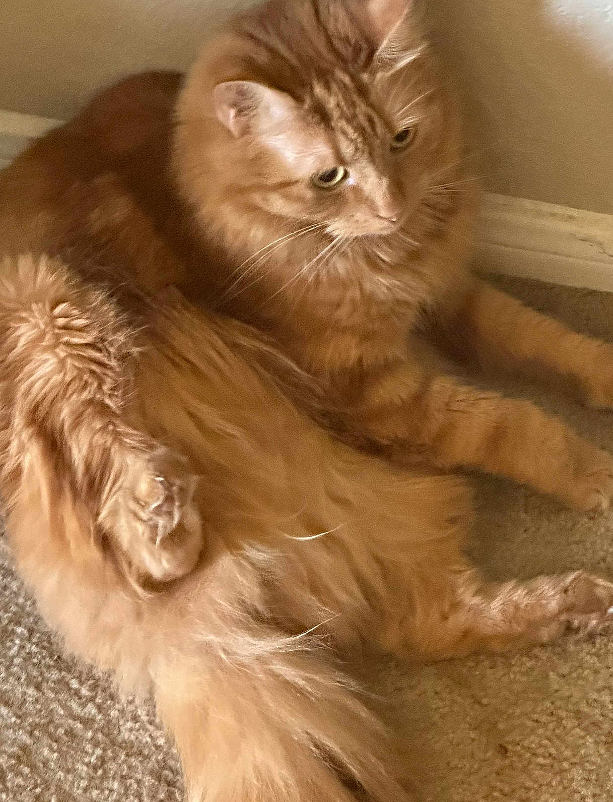 Cinnamon joined the competition — help win amazing prizes! cat, orange_cat, fluffy, long_fur, tail, pet, indoor, carpet, relaxed, animal, feline, whiskers, ears, paws, closeup, domestic_cat, cute, resting, young_cat, looking_away