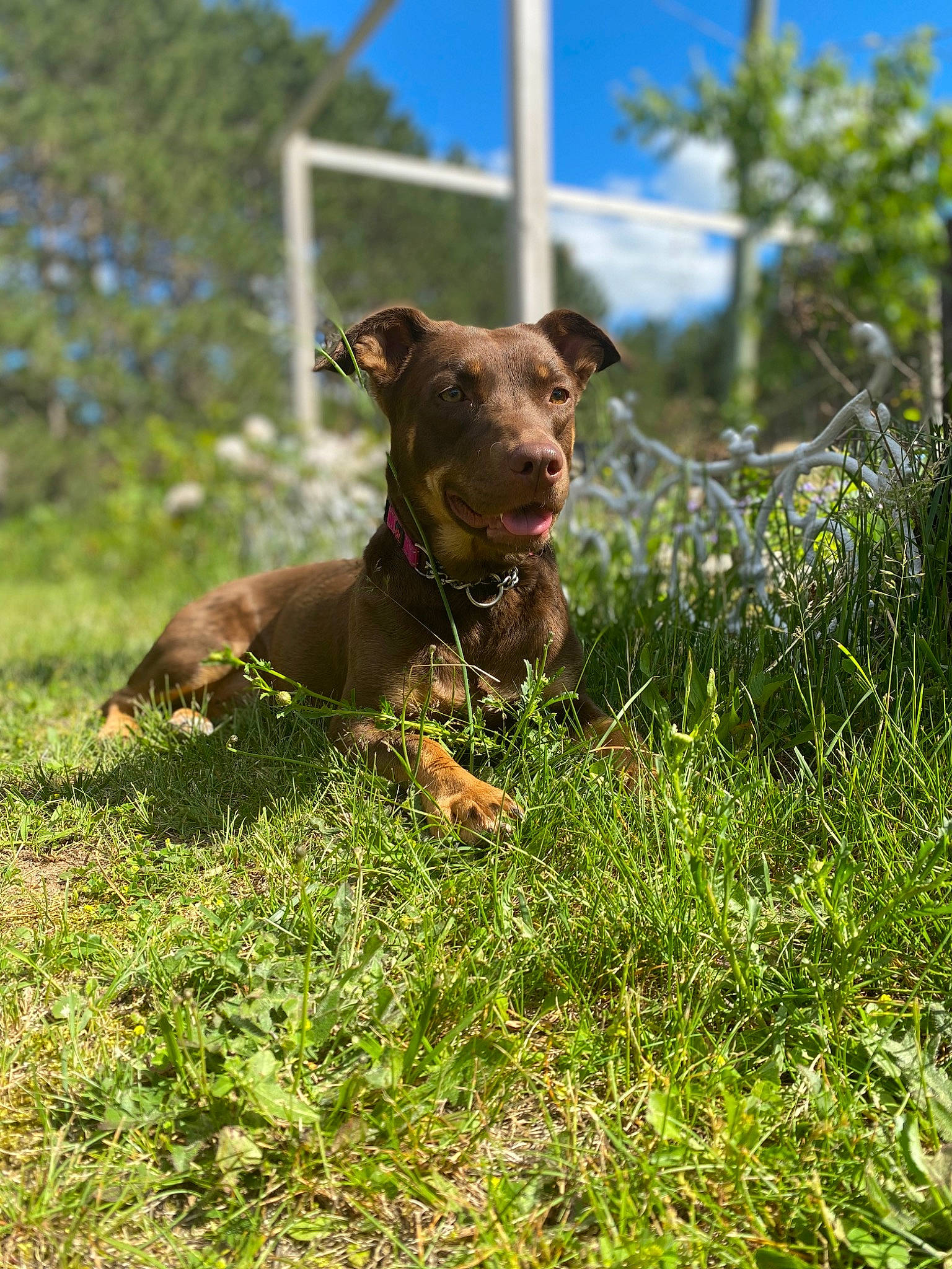 Ruuza joined the competition — help win amazing prizes! carnivore, collar, companion_dog, dog, dog_breed, dog_collar, eye, fawn, grass, grassland, liver, plant, sky, snout, sporting_group, tail, terrestrial_animal, tree, whiskers, working_animal