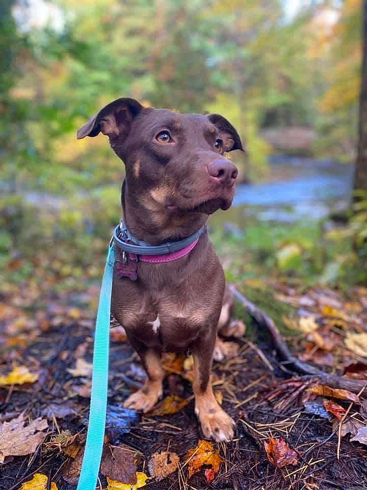 Ruuza is registered to the contest to win money with this photo: canidae, carnivore, collar, companion_dog, dog, dog_breed, dog_collar, dog_supply, fawn, grass, hat, liver, pet_supply, plant, snout, soil, tree, water, wood, working_animal