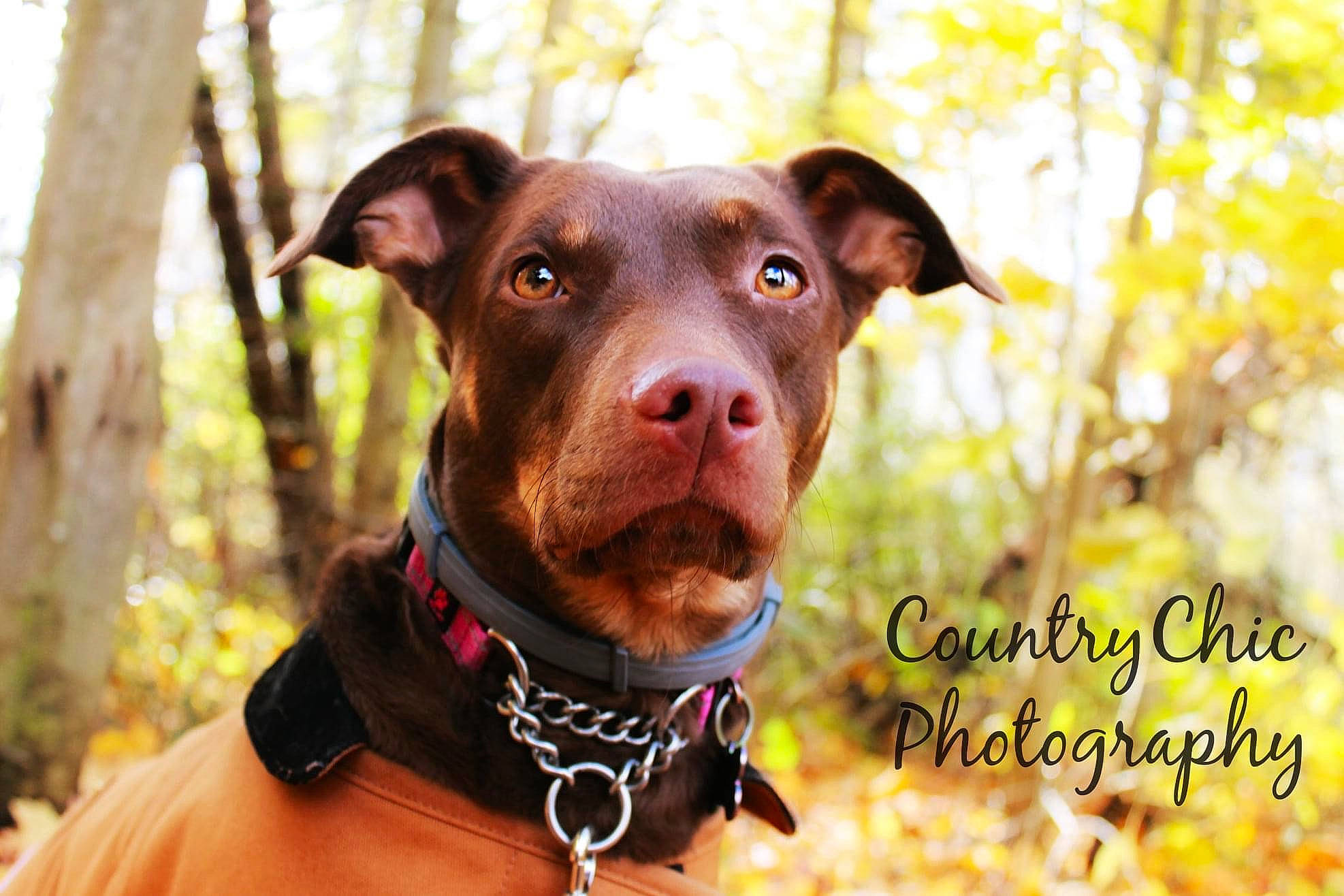 Ruuza joined the competition — help win amazing prizes! canidae, carnivore, collar, companion_dog, dog, dog_breed, dog_collar, dog_supply, fashion_accessory, fawn, grass, happy, leash, liver, people_in_nature, pet_supply, snout, whiskers, working_animal, working_dog