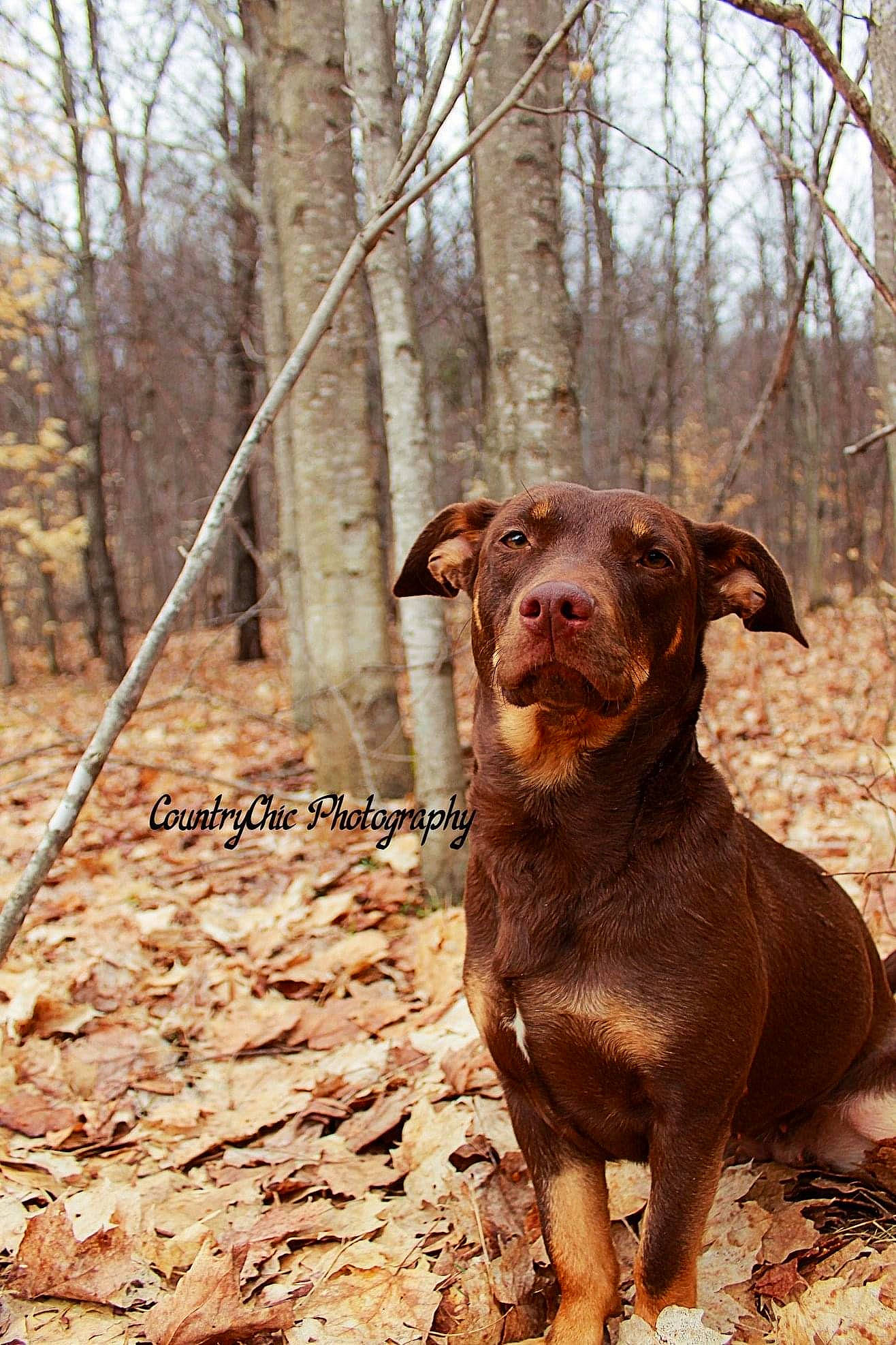 Ruuza joined the competition — help win amazing prizes! brown, canidae, carnivore, companion_dog, dog, dog_breed, fawn, forest, hunting_dog, liver, plant, sky, snout, soil, sporting_group, terrestrial_animal, tree, twig, wood, working_animal