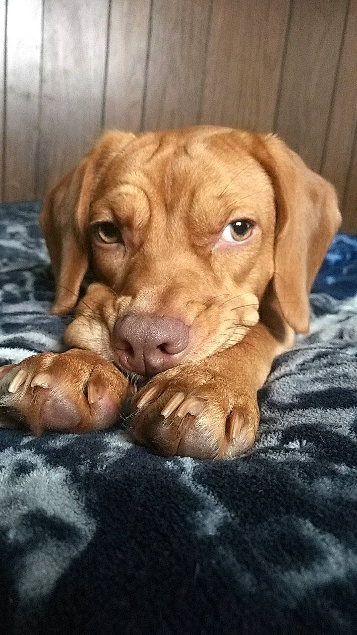 Faith joined the competition — help win amazing prizes! canidae, carnivore, companion_dog, dog, dog_breed, dog_supply, fawn, fur, gun_dog, hunting_dog, liver, natural_material, pet_supply, pointing_breed, snout, sporting_group, terrestrial_animal, whiskers, wood, working_animal