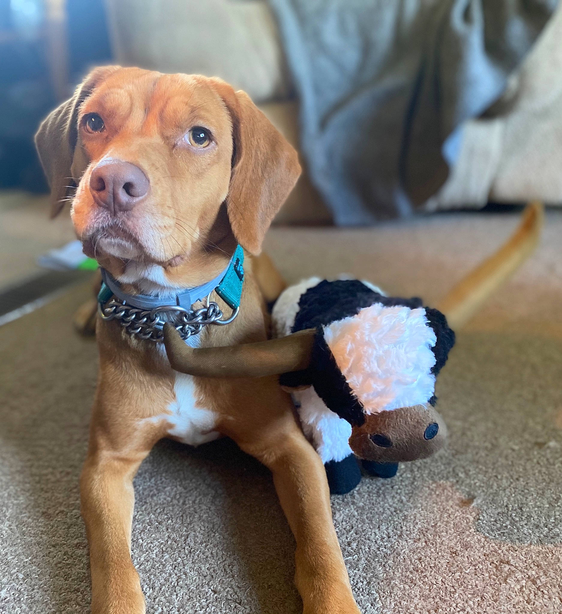 Faith joined the competition — help win amazing prizes! canidae, carnivore, collar, companion_dog, dog, dog_breed, dog_clothes, dog_collar, dog_supply, fawn, fur, leash, liver, pet_supply, snout, sporting_group, toy, whiskers, wood, working_animal