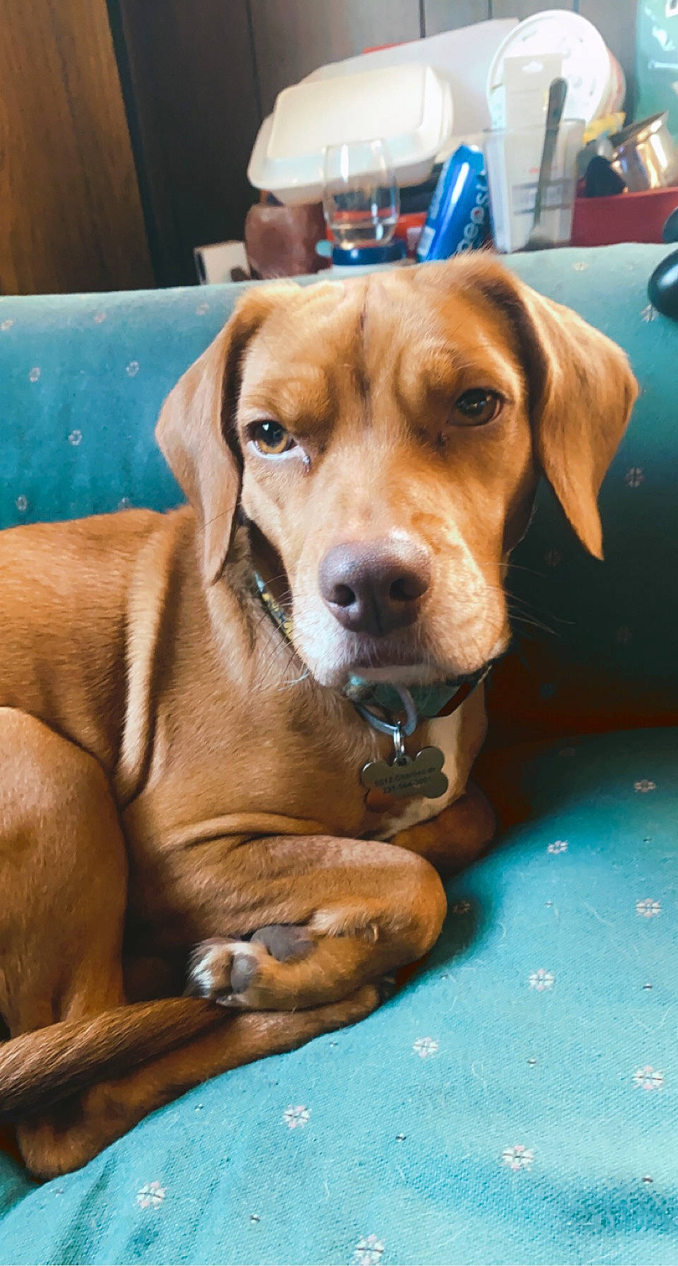 Faith is registered to the contest to win money with this photo: canidae, carnivore, collar, companion_dog, dog, dog_breed, dog_supply, fawn, fur, head, hound, hunting_dog, liver, pet_supply, snout, sporting_group, vehicle, whiskers, wood, working_animal