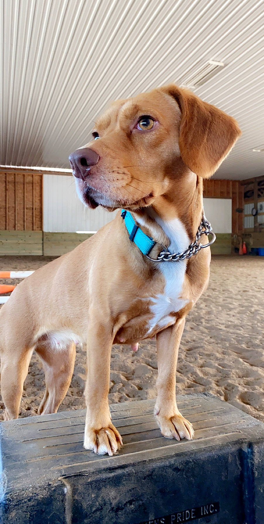 Faith joined the competition — help win amazing prizes! canidae, carnivore, collar, companion_dog, dog, dog_breed, dog_collar, dog_supply, fawn, flooring, fur, gun_dog, leash, liver, pet_supply, retriever, snout, sporting_group, whiskers, working_animal