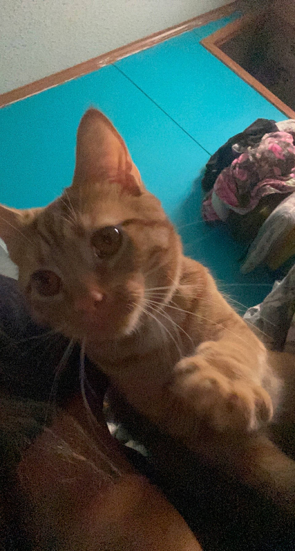 Judah is registered to the contest to win money with this photo: art, carnivore, cat, domestic_short_haired_cat, fawn, felidae, fur, linens, mammal, paw, small_to_medium_sized_cats, snout, tail, vertebrate, whiskers