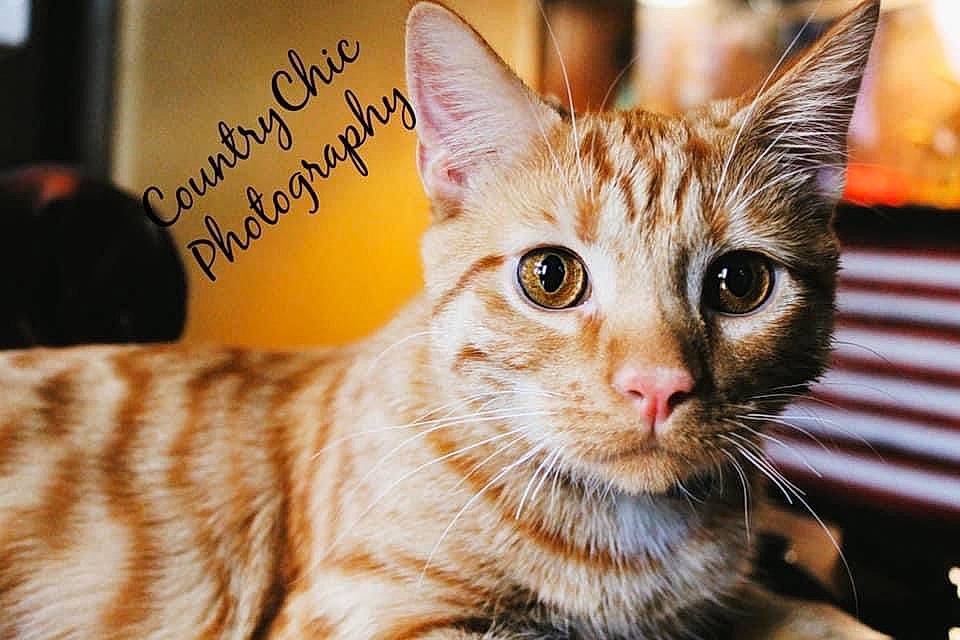 Judah joined the competition — help win amazing prizes! carnivore, cat, domestic_short_haired_cat, fawn, felidae, font, fur, handwriting, happy, iris, paw, photo_caption, small_to_medium_sized_cats, snout, tail, terrestrial_animal, whiskers, wildlife, window