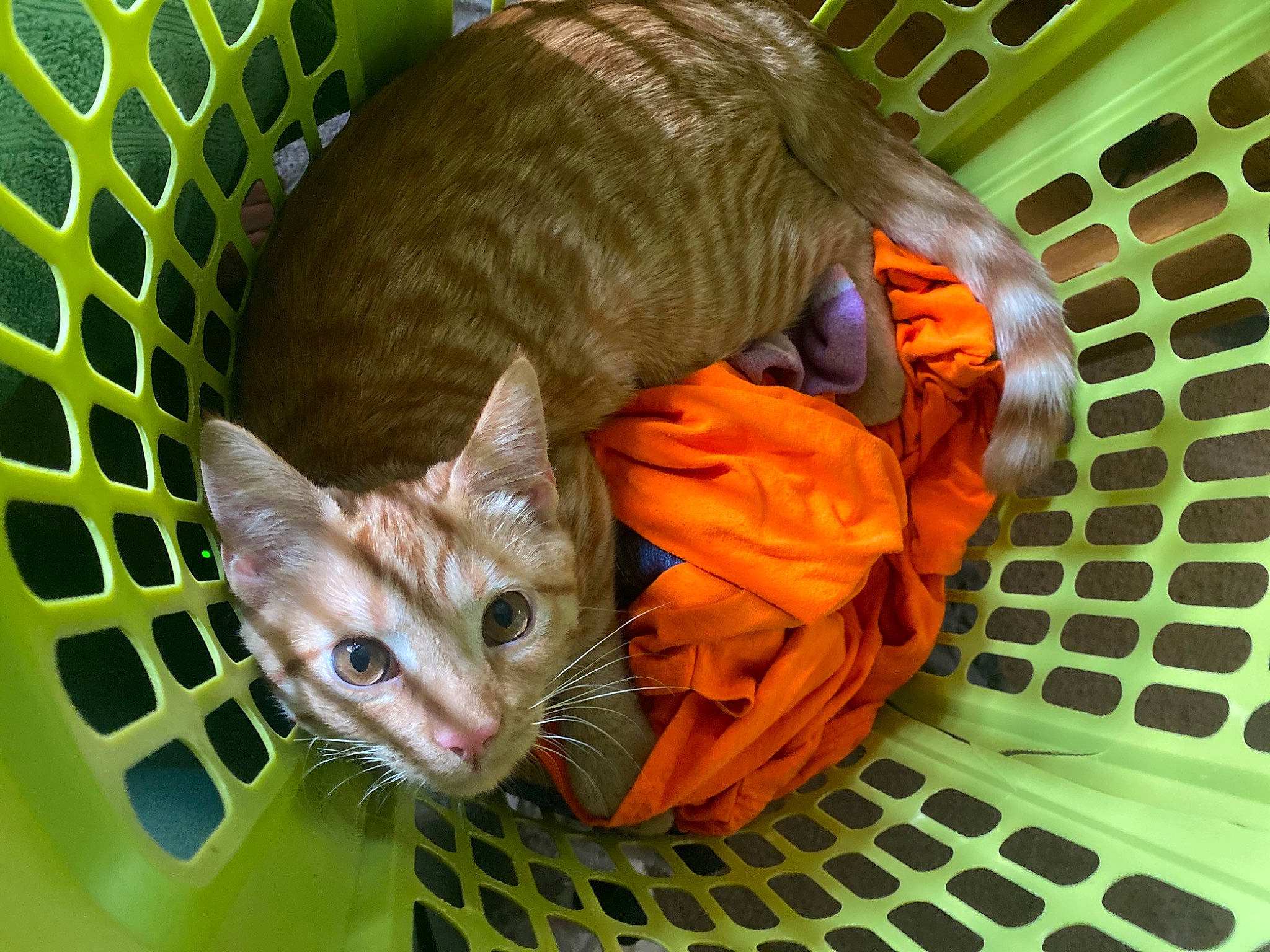 Judah joined the competition — help win amazing prizes! basket, carnivore, cat, cat_supply, comfort, domestic_short_haired_cat, fawn, felidae, fur, grass, pet_supply, small_to_medium_sized_cats, snout, tail, whiskers, wicker, wood