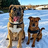 animal, black_fur, blue_sky, brown_fur, canine, collar, cute, daylight, dog, heterochromia, leash, nature, outdoor, pets, playful, sitting, snow, tongue_out, white_chest, winter