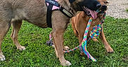 Ayka a rejoint le concours — aidez-le/la à gagner de superbes lots ! animal, canine, daylight, dog, dogs, friendship, fun, grass, greenery, happy, leash, nature, outdoor, pet, playful, playing, rope_toy, summer, tug_of_war, yard