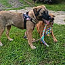 animal, canine, daylight, dog, dogs, friendship, fun, grass, greenery, happy, leash, nature, outdoor, pet, playful, playing, rope_toy, summer, tug_of_war, yard