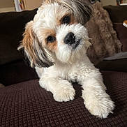 Canelo joined the competition — help win amazing prizes! dog, puppy, fluffy, head_tilt, couch, indoor, pet, cute, brown, white, fur, comfort, closeup, animal, companion, relaxed, texture, cushion, domestic, friendly